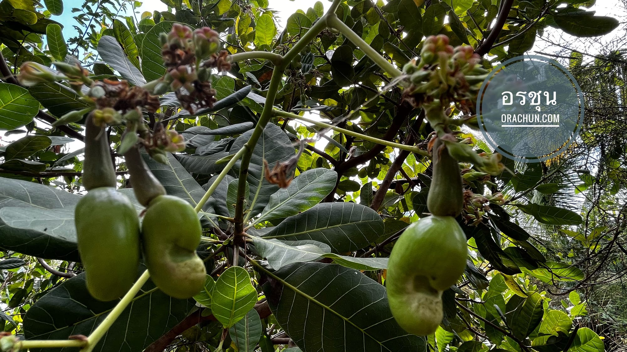 กาหยู ... กับการล่าอาณานิคม